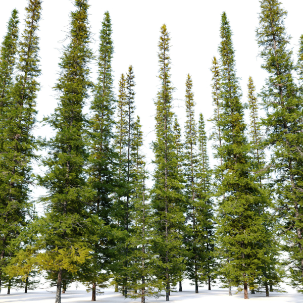 Fir tree 04