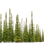 Fir tree 04