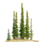 Fir tree 04