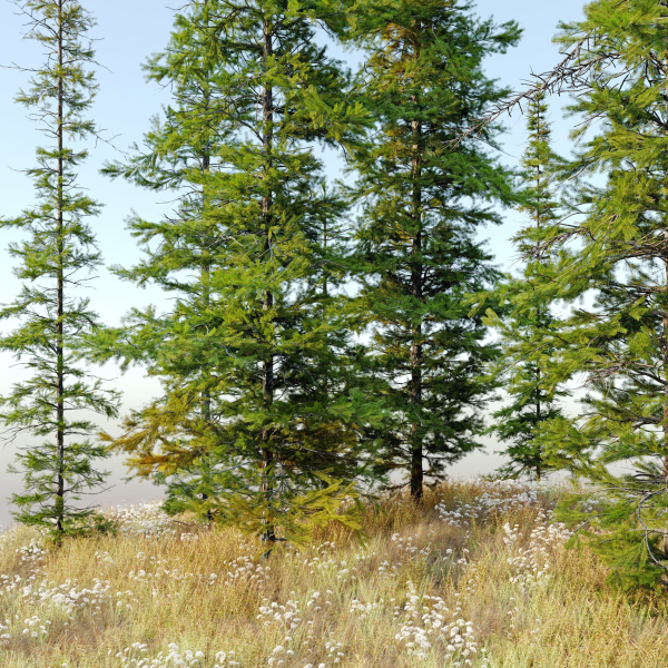 Fir tree 04