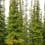 Fir tree 04