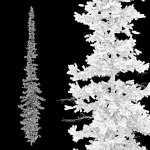 Fir tree 04