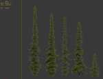 Fir tree 04