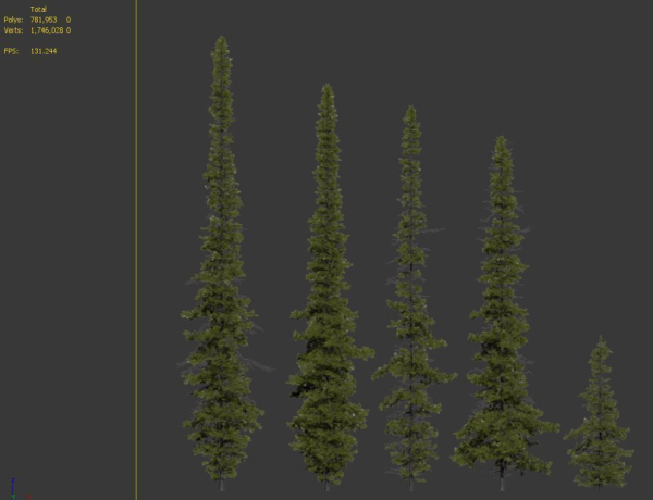 Fir tree 04