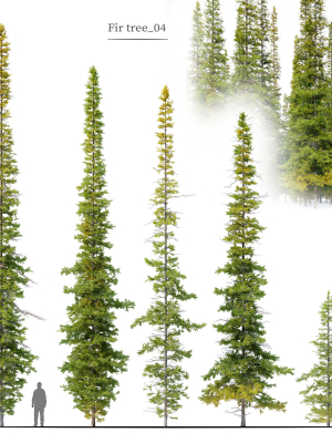 Fir tree 04