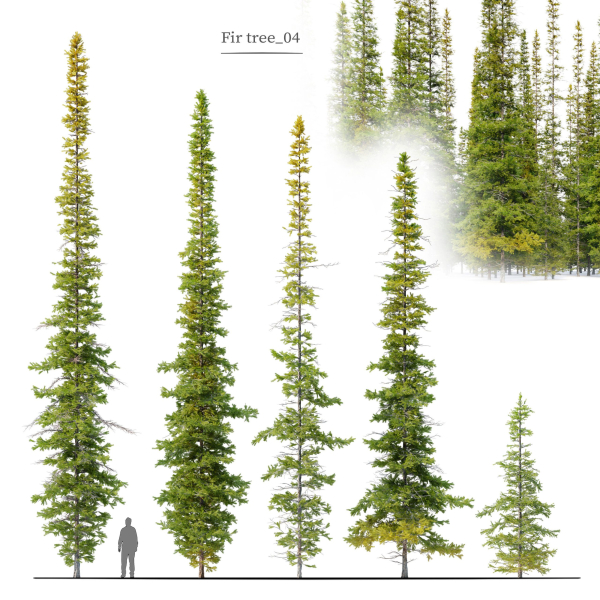 Fir tree 04