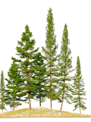 fir-tree-06-3d-model-max-fbx-mat