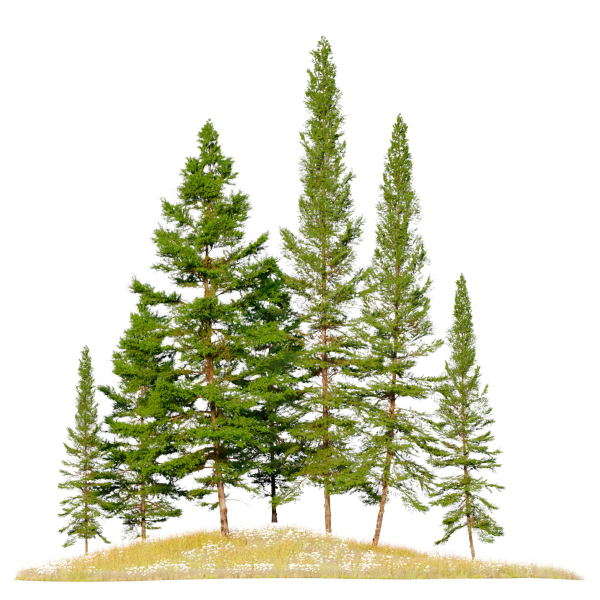 Fir tree 06