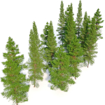 Fir tree 06