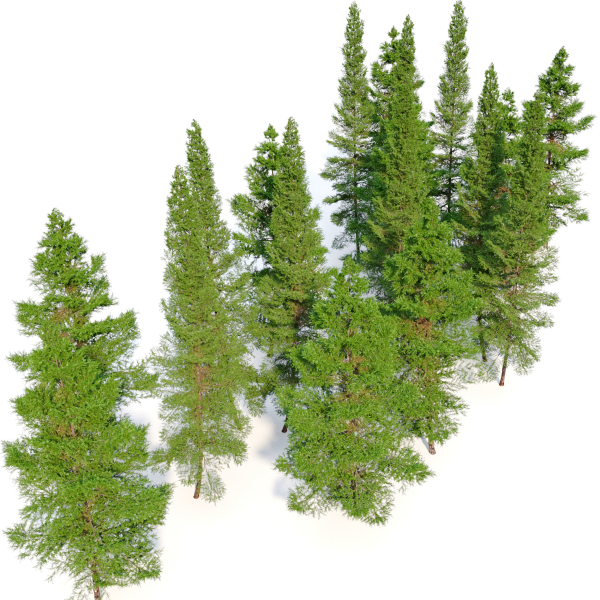 Fir tree 06