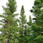 Fir tree 06