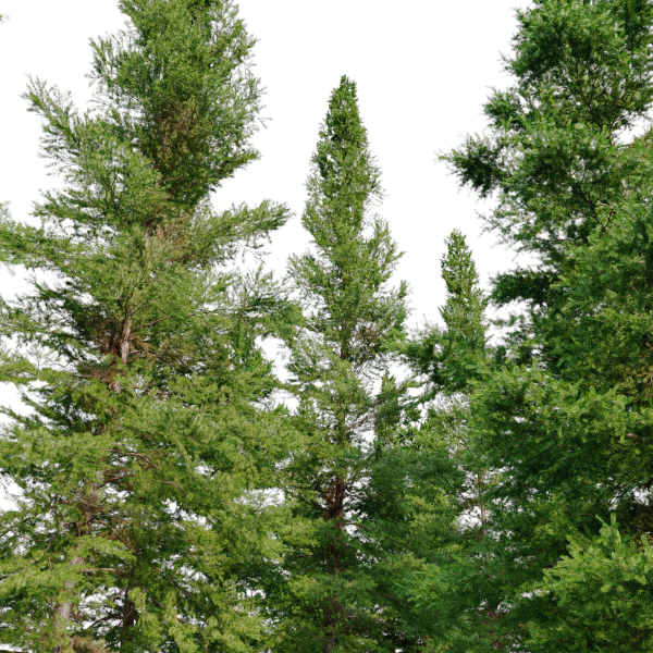 Fir tree 06