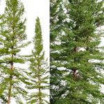 Fir tree 06