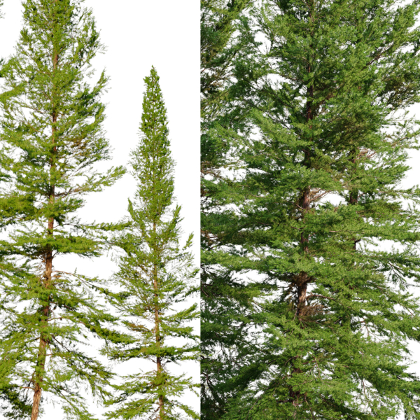 Fir tree 06