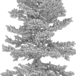 Fir tree 06