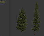 Fir tree 06