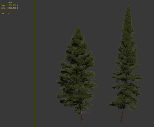 Fir tree 06