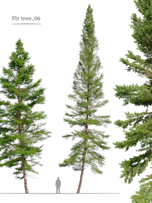 Fir tree 06