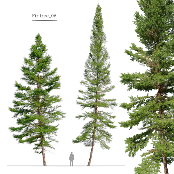 Fir tree 06