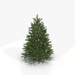 Fir Tree