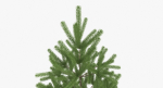 Fir Tree