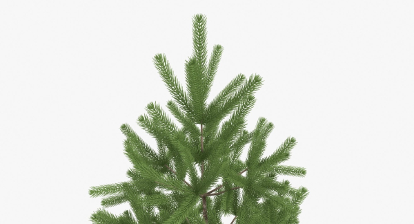 Fir Tree