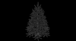 Fir Tree