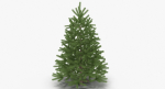 Fir Tree