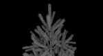 Fir Tree