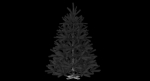 Fir Tree