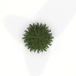 Fir Tree