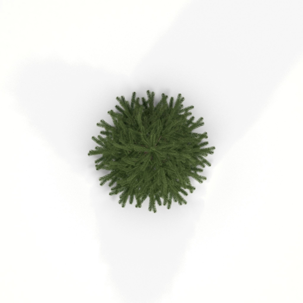 Fir Tree