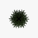 Fir Tree