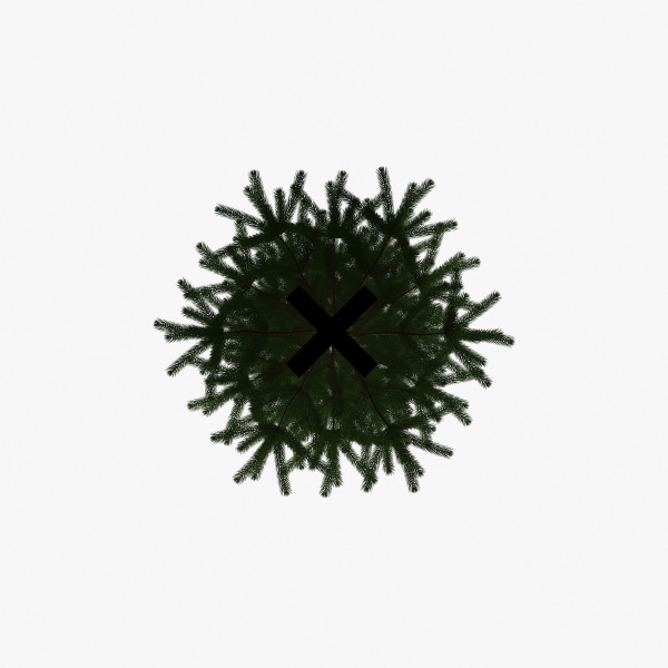 Fir Tree