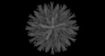 Fir Tree