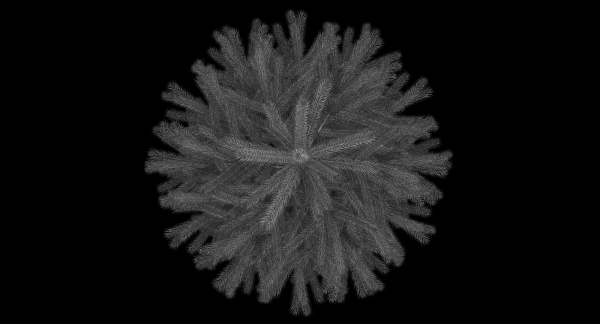 Fir Tree
