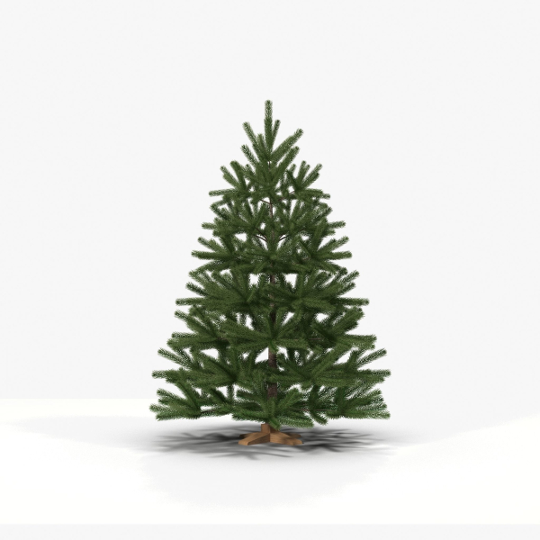 Fir Tree