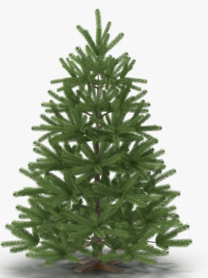 Fir Tree