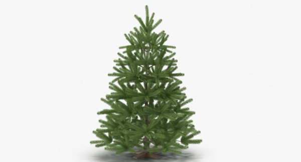 Fir Tree