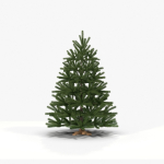 Fir Tree