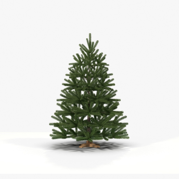 Fir Tree