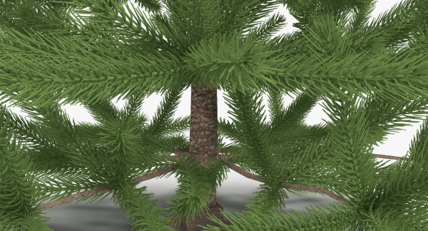 Fir Tree