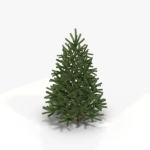 Fir Tree