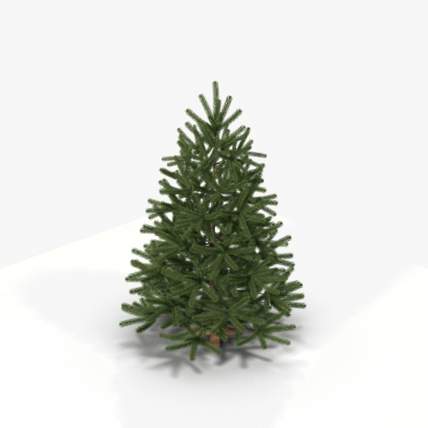 Fir Tree