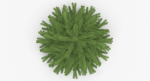 Fir Tree