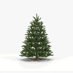 Fir Tree