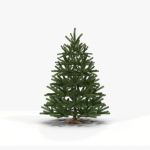 Fir Tree