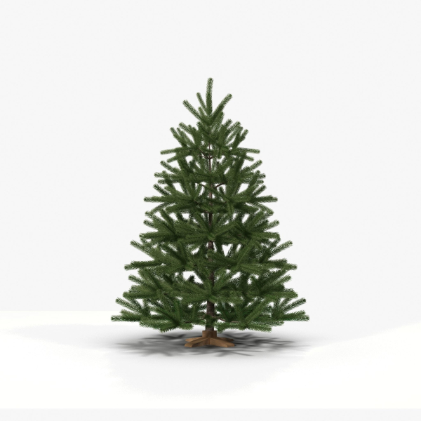 Fir Tree