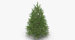 Fir Tree