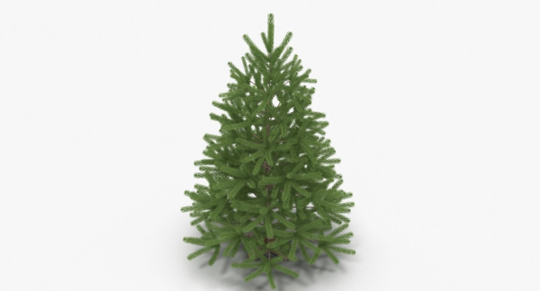 Fir Tree